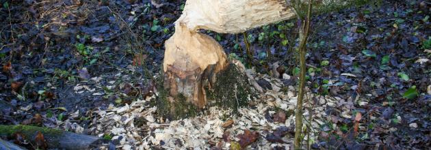 Baum gefällt vom Biber