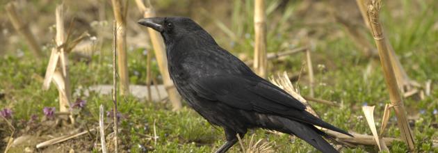 Rabenkrähe