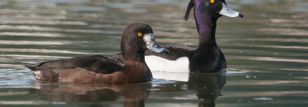 Die Reiherente überwintert am Flachsee
