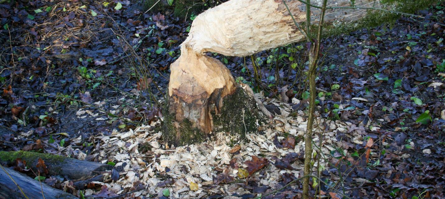 Baum gefällt vom Biber