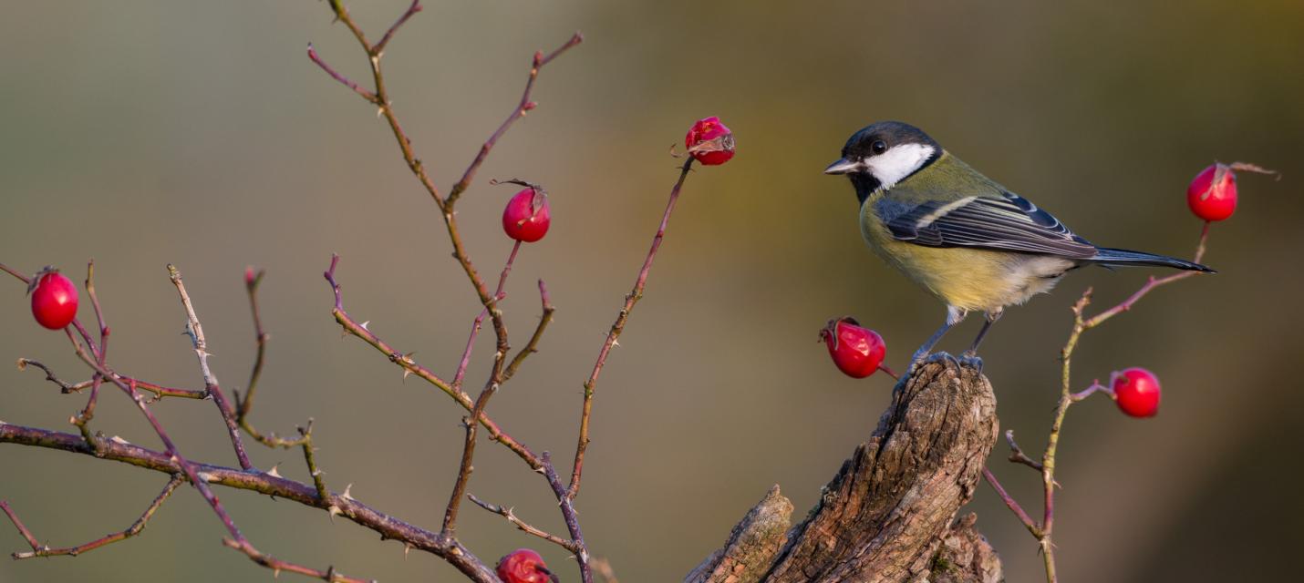 Gartenberatung Naturgarten