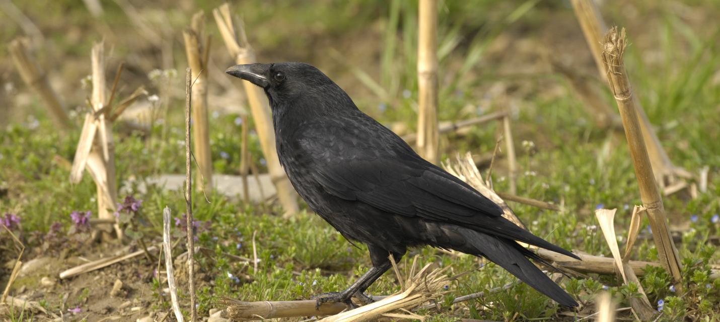Rabenkrähe