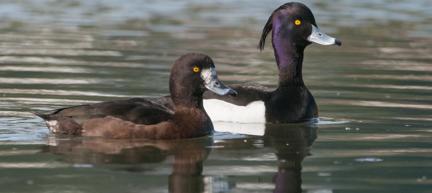 Die Reiherente überwintert am Flachsee