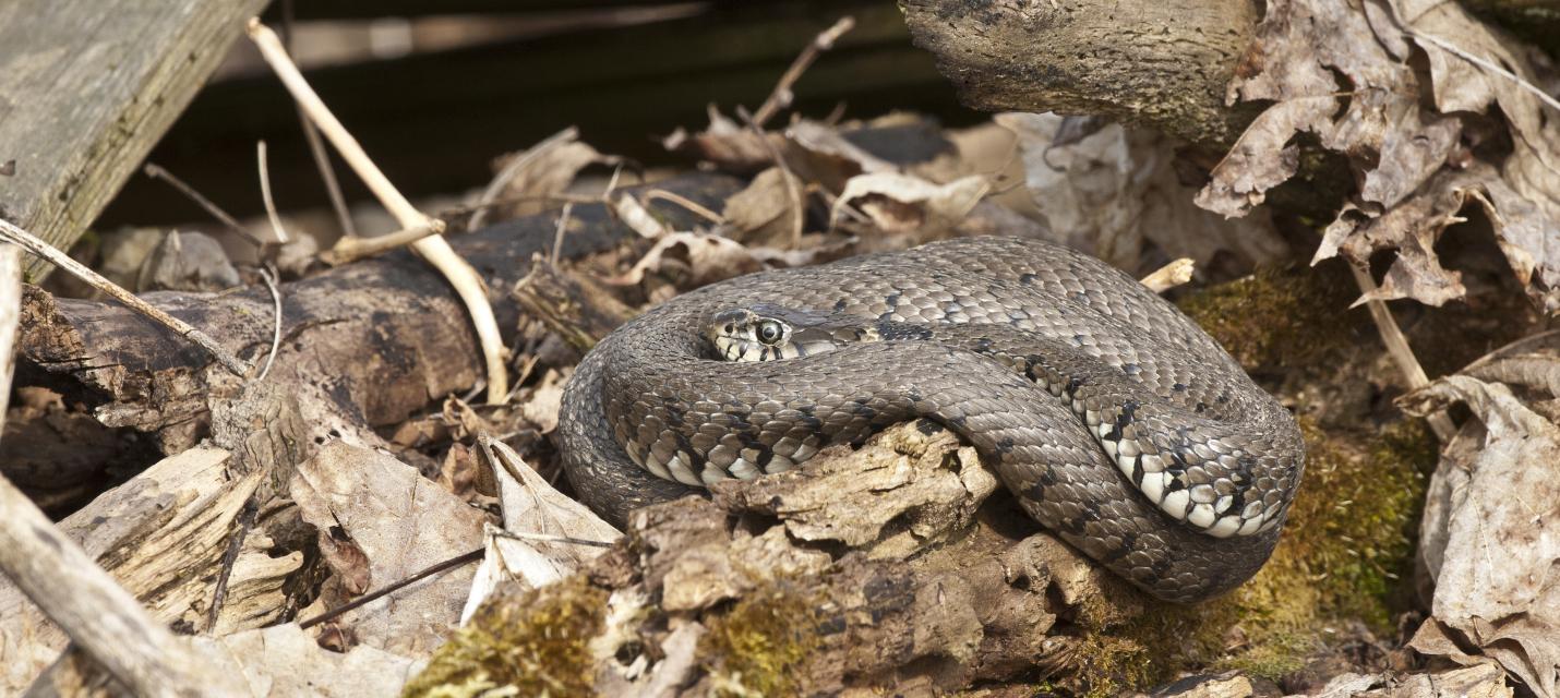 Ringelnatter auf Wurzelstock